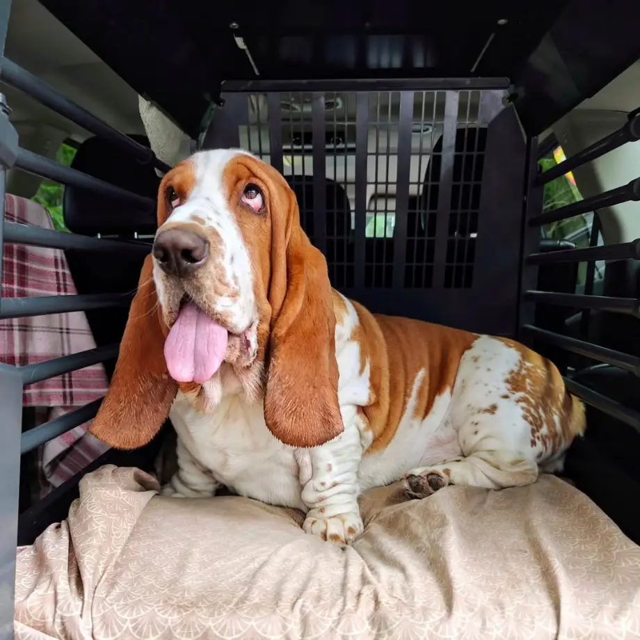 basset-lodge cover photo