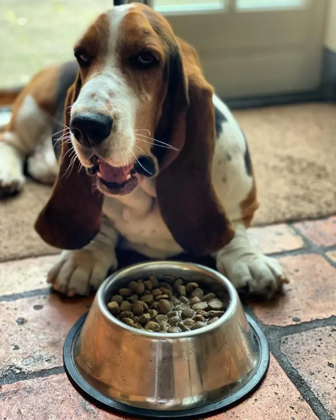 basset hound feeding