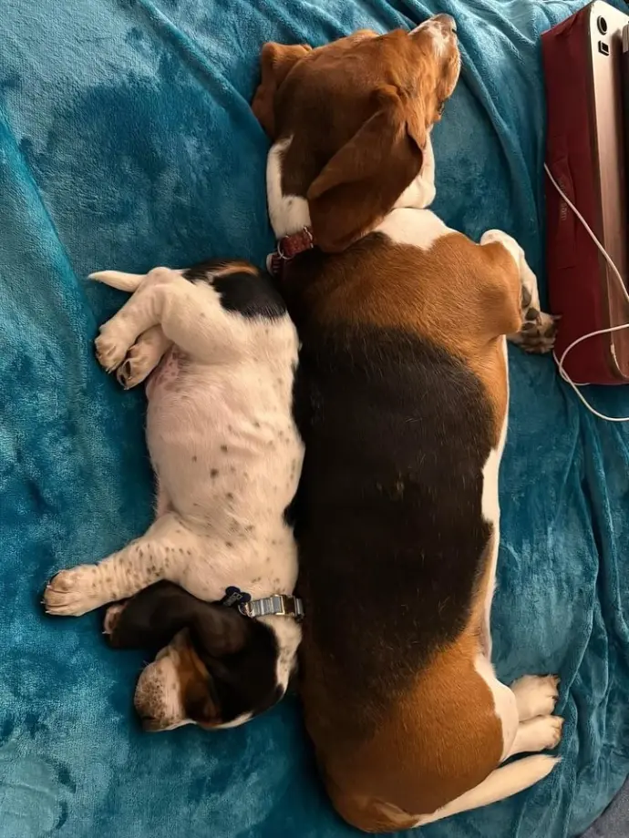 Basset Hound Care photo icon